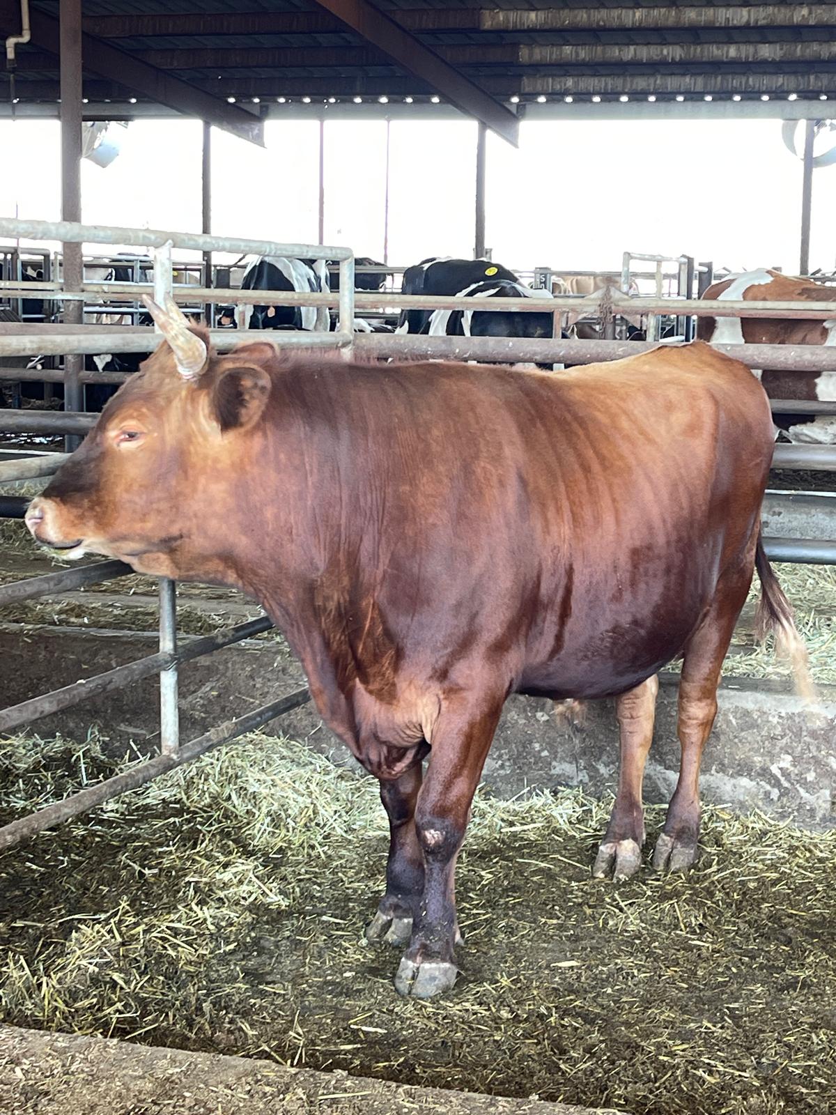 COW