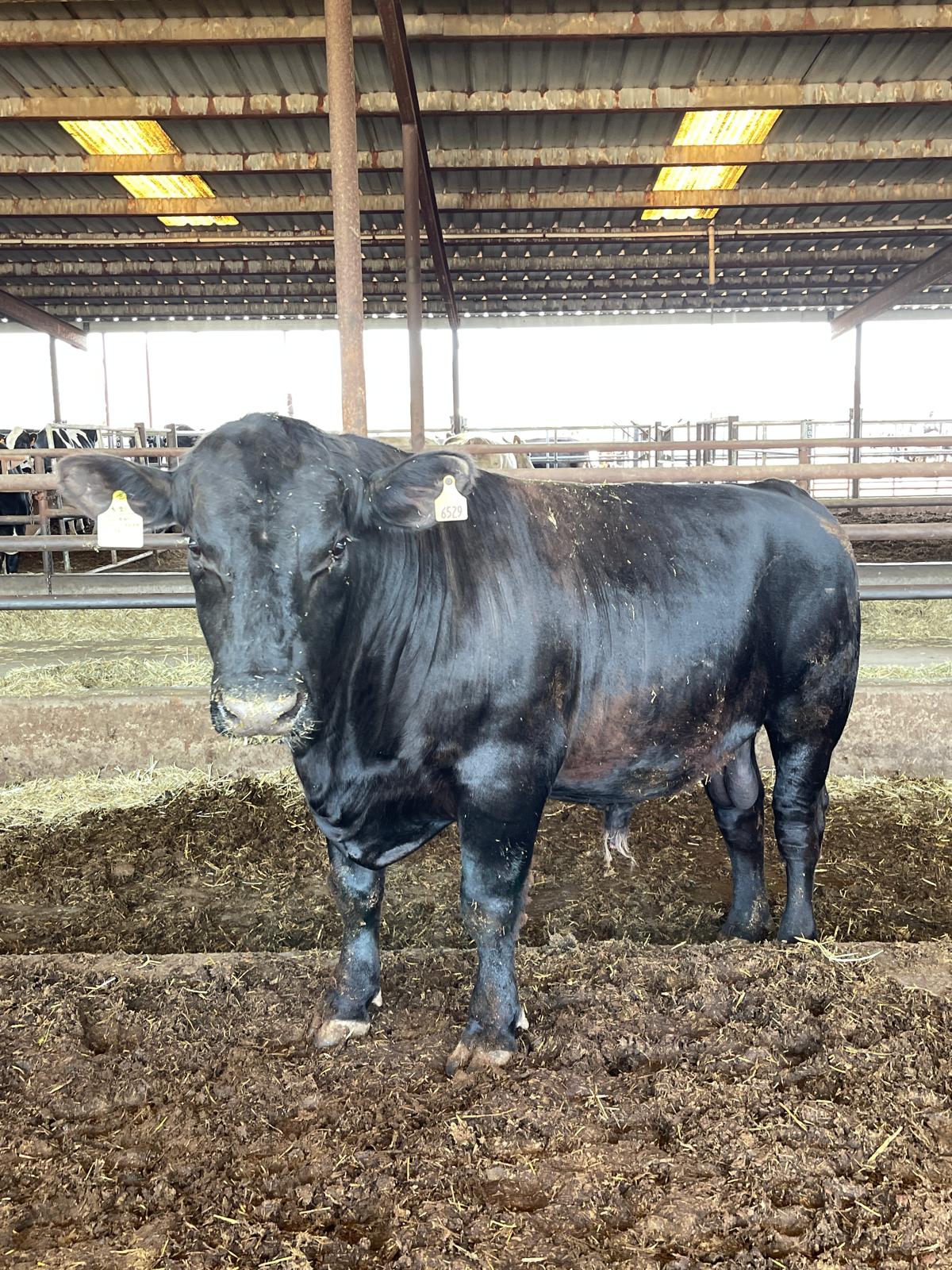 COW SHARE