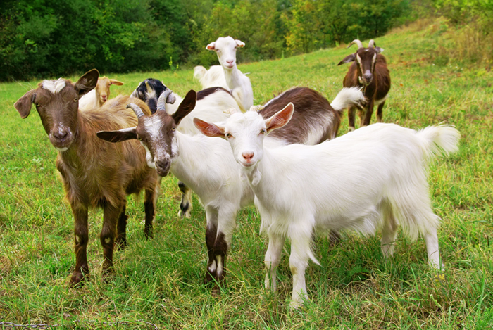 Goat for Qurbani selection
