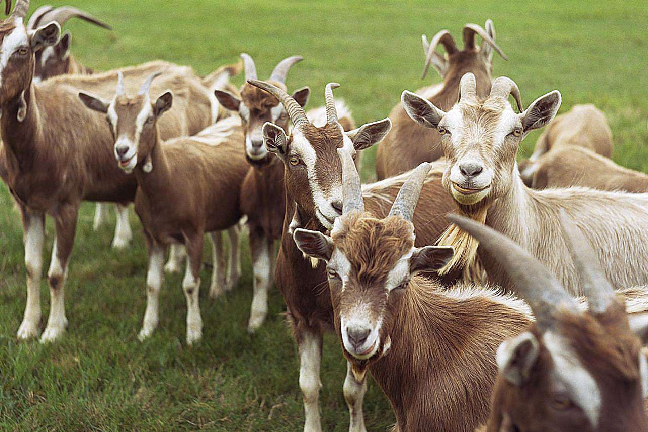 Goat for Qurbani selection