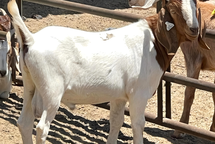 Goat for Qurbani selection
