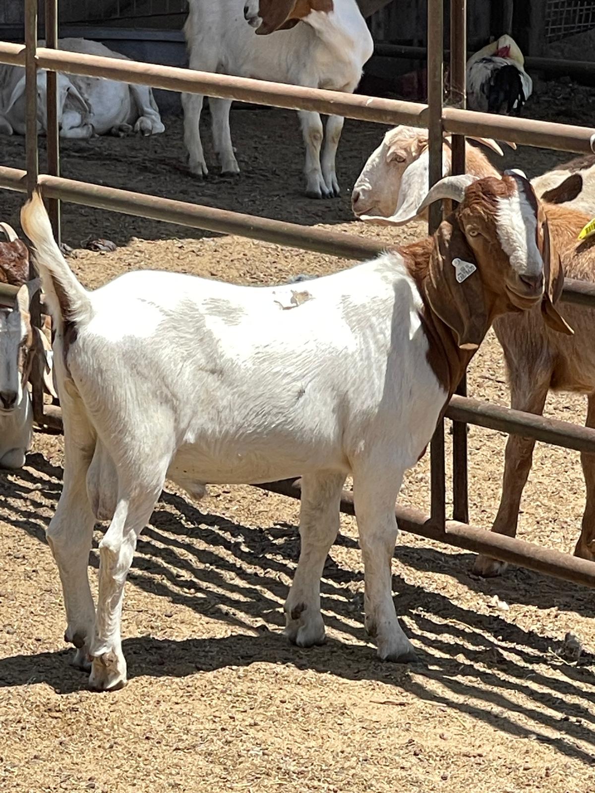 Goat for Qurbani selection