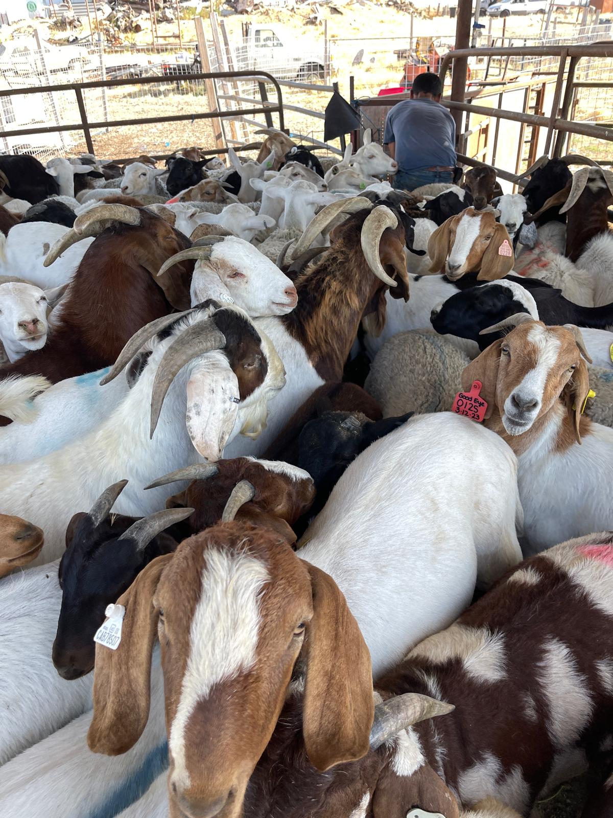 Goat for Qurbani selection