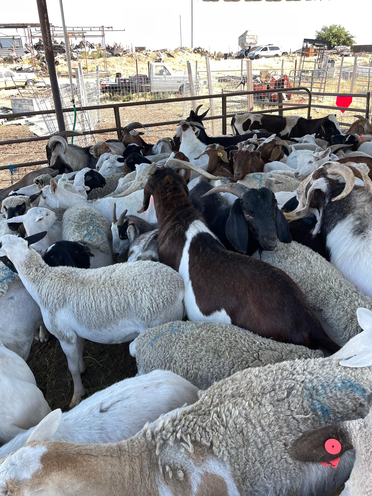 Goat for Qurbani selection