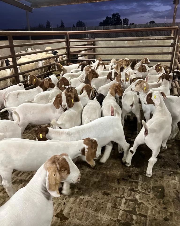 Goat for Qurbani selection