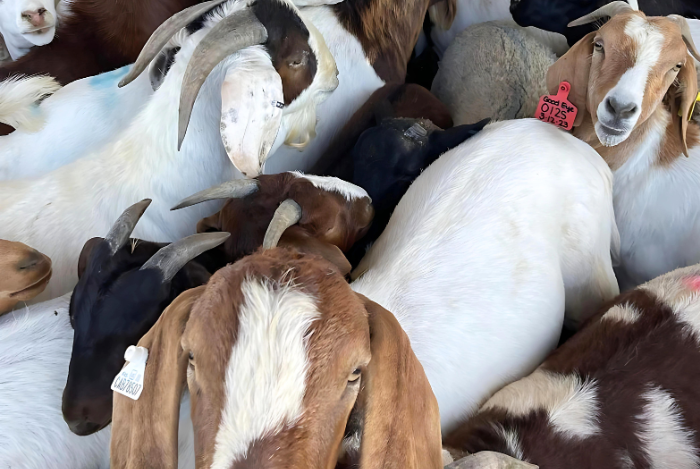 Goat for Qurbani selection