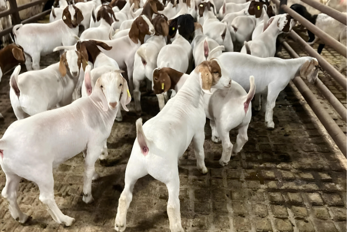 Goat for Qurbani selection
