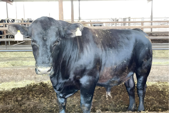 Cow for Qurbani selection