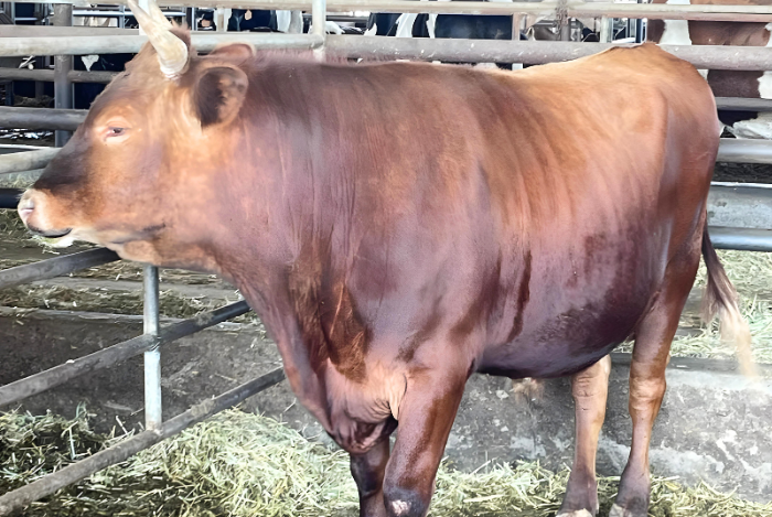 Cow for Qurbani selection