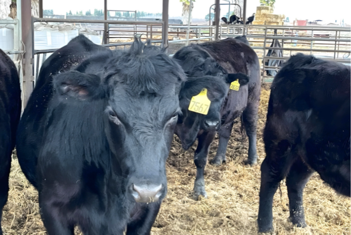 Cow for Qurbani selection