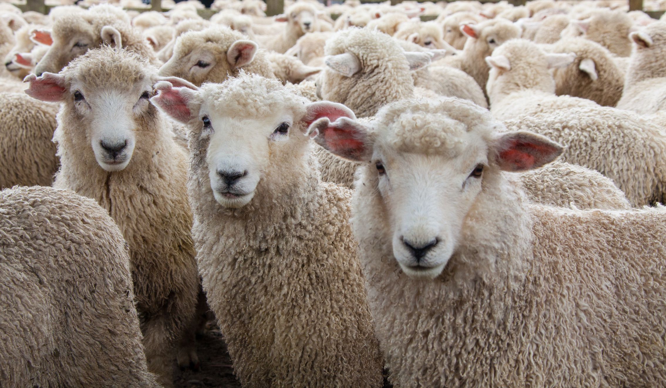 Lamb for Qurbani selection