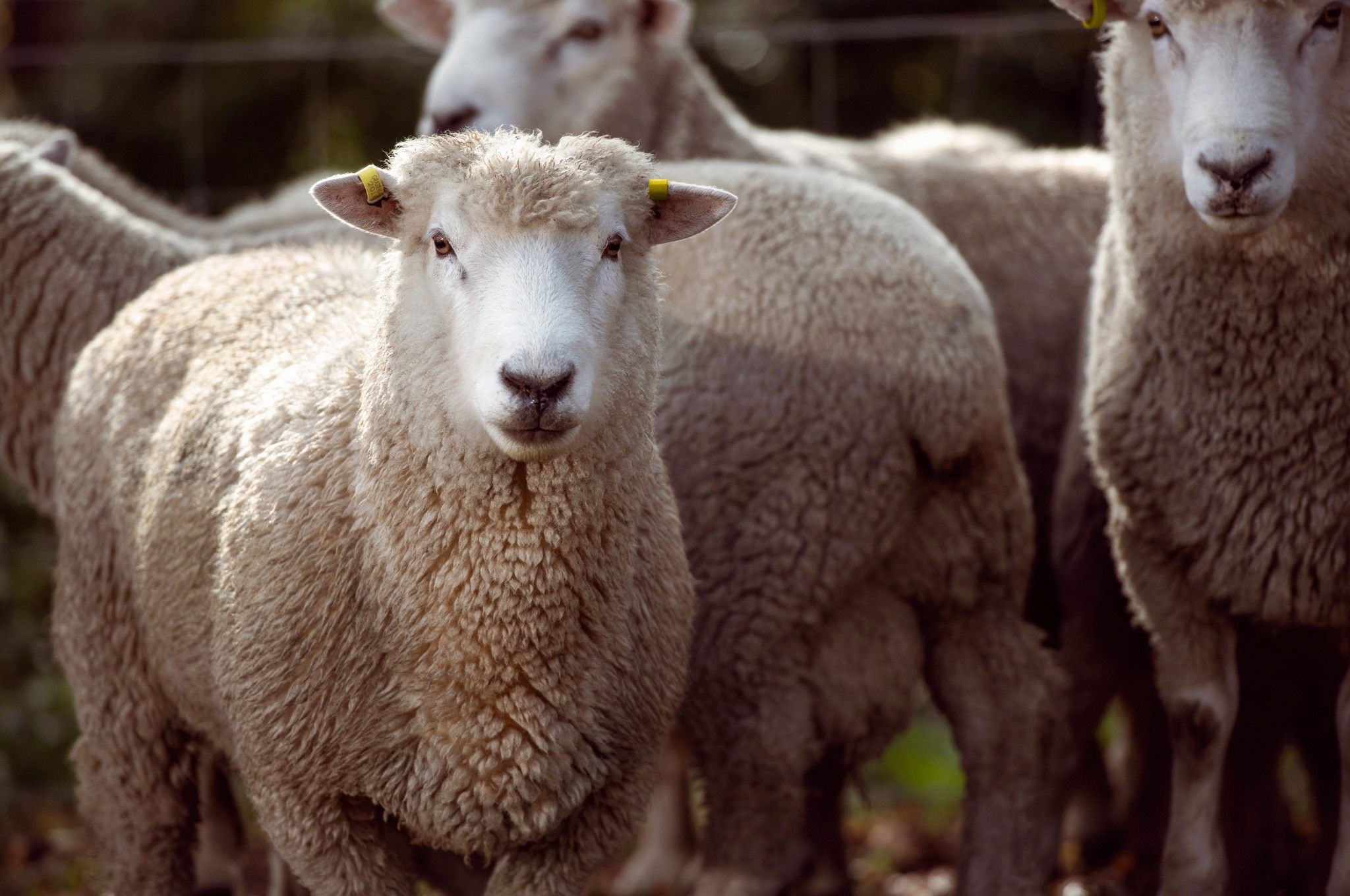 Lamb for Qurbani selection