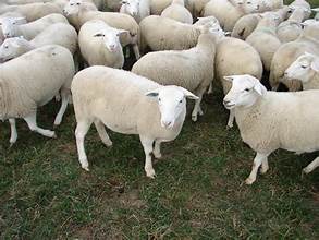 Lamb for Qurbani selection