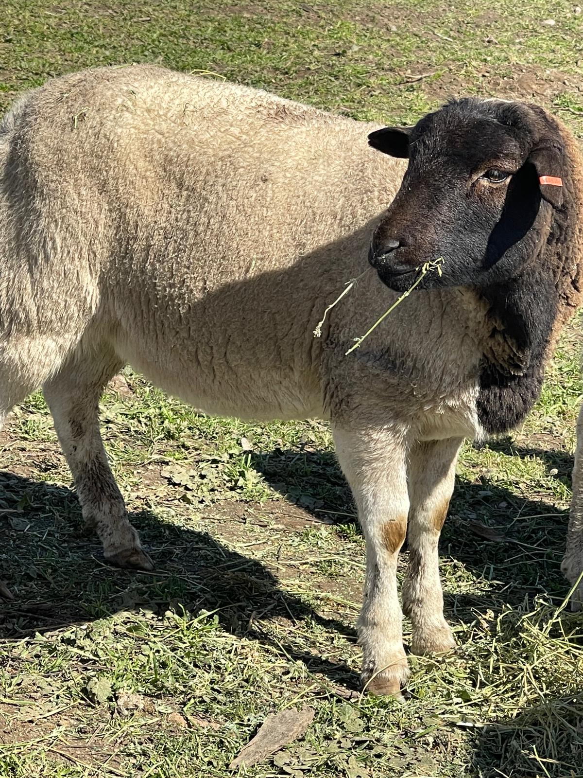 Lamb for Qurbani selection
