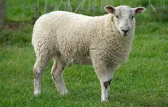 Lamb for Qurbani selection